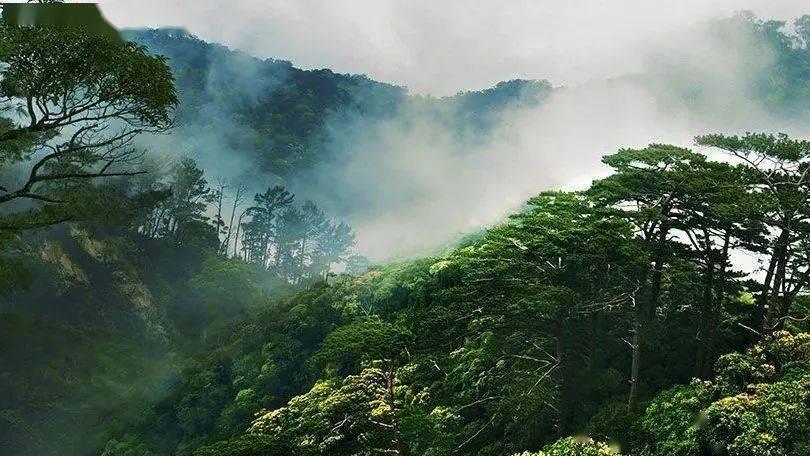 旗舰基金今年下跌12%,“木头姐”又让投资者失望,本月已撤资近5亿美元